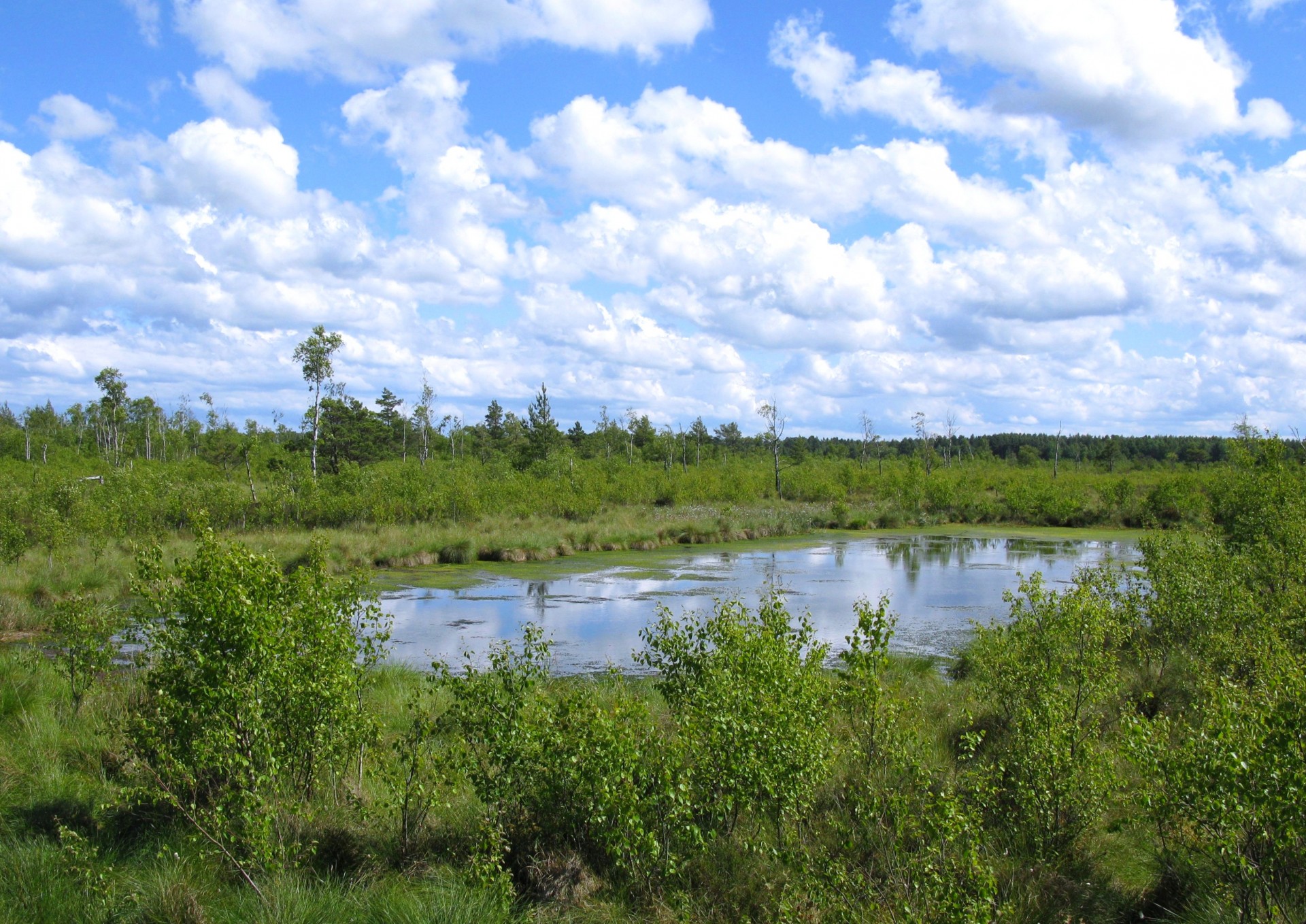 Fot.: Rezerwat przyrody Bielawa, źródło: Wikipedia, autor: Maciej Szczepańczyk