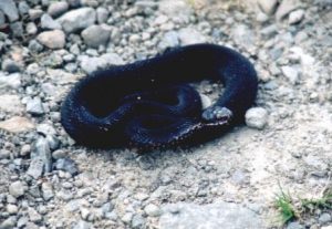 Żmija - odmiana czarna (źródło: Wikipedia)