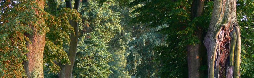 Rzucewo – Osłonino, Aleja Lipowa Sobieskiego. Wśród wiekowych drzew