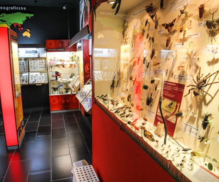 Łeba, Muzeum motyli. Zobacz największe na świecie okazy 3