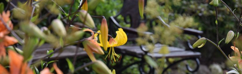 Gołubie. Ogród Botaniczny, rośliny ozdobne, lecznicze, arboretum 3