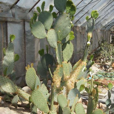 Rumia, Kaktusiarnia. Największa kolekcja kaktusów w Polsce