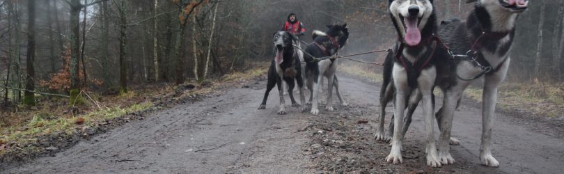 Instynktowne wakacje. Żeby nie było fuszerki [FILM] 10