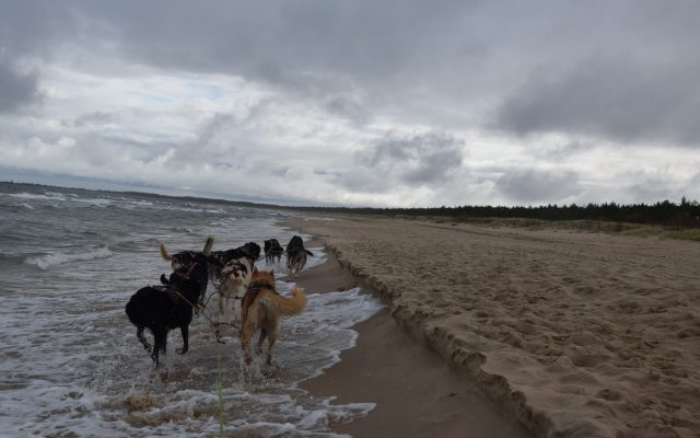 Trening z psami. Morze w tyłek, deszcz na głowę